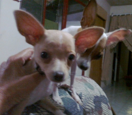 TARO TRES MESES DE NACIDO Y SU MAMA  BANDYS